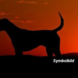 Symbolbild Hund