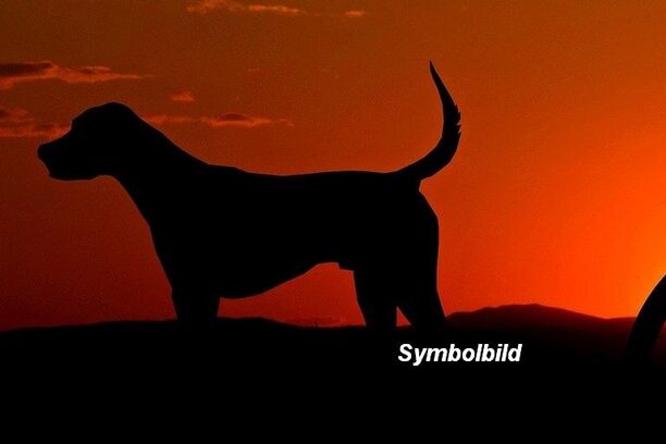 Symbolbild Hund