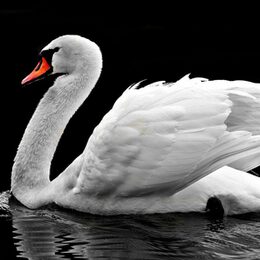Symbolbild Swan